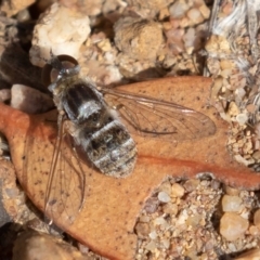 Villa sp. (genus) at Molonglo Valley, ACT - 23 Mar 2019