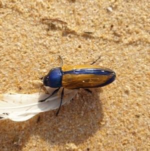 Temognatha suturalis at Tura Beach, NSW - 22 Mar 2019 08:43 AM