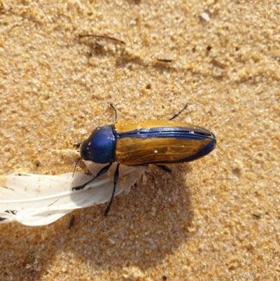 Temognatha suturalis (Boldy sutured jewel beetle) at Tura Beach, NSW - 21 Mar 2019 by Steff