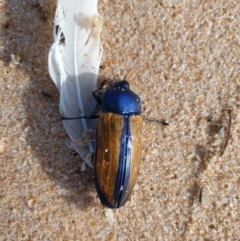 Temognatha suturalis at Tura Beach, NSW - 22 Mar 2019 08:43 AM