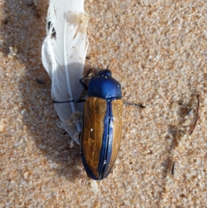 Temognatha suturalis at Tura Beach, NSW - 22 Mar 2019