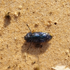 Temognatha suturalis at Tura Beach, NSW - 22 Mar 2019 08:43 AM