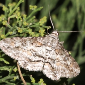 Cleora (genus) at Ainslie, ACT - 5 Mar 2019