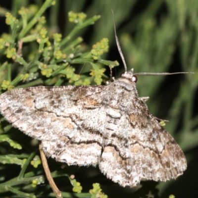 Cleora (genus) (A Looper Moth) at Ainslie, ACT - 5 Mar 2019 by jbromilow50