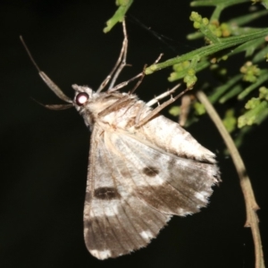 Cleora (genus) at Ainslie, ACT - 5 Mar 2019