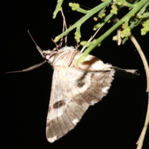Cleora (genus) at Ainslie, ACT - 5 Mar 2019