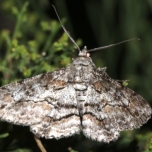 Cleora (genus) at Ainslie, ACT - 5 Mar 2019