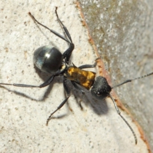 Polyrhachis ornata at Acton, ACT - 18 Mar 2019