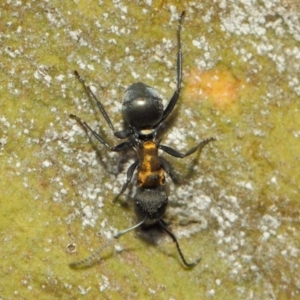 Polyrhachis ornata at Acton, ACT - 18 Mar 2019