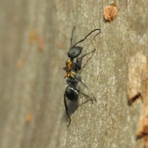 Polyrhachis ornata at Acton, ACT - 18 Mar 2019 12:43 PM