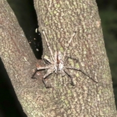 Holconia sp. (genus) (Unidentified Holconia huntsman) at Ainslie, ACT - 5 Mar 2019 by jb2602