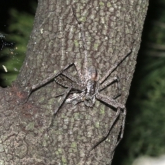 Holconia sp. (genus) at Ainslie, ACT - 5 Mar 2019 09:30 PM