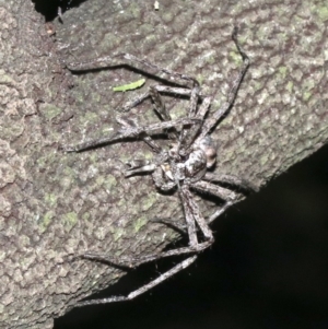 Holconia sp. (genus) at Ainslie, ACT - 5 Mar 2019 09:30 PM