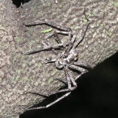 Holconia sp. (genus) at Ainslie, ACT - 5 Mar 2019