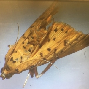 Conogethes punctiferalis at Wonboyn, NSW - 14 Mar 2019 12:00 PM