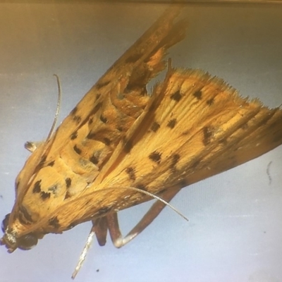 Conogethes punctiferalis at Wonboyn, NSW - 14 Mar 2019 by Jeeves