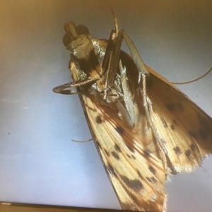 Conogethes punctiferalis at Wonboyn, NSW - 14 Mar 2019 12:00 PM