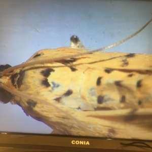 Conogethes punctiferalis at Wonboyn, NSW - 14 Mar 2019 12:00 PM