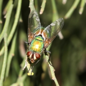 Rutilia (Microrutilia) sp. (genus & subgenus) at Ainslie, ACT - 5 Mar 2019