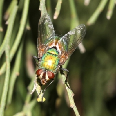 Rutilia (Microrutilia) sp. (genus & subgenus) (A Bristle fly) at Ainslie, ACT - 5 Mar 2019 by jb2602