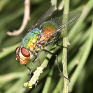 Rutilia (Microrutilia) sp. (genus & subgenus) at Ainslie, ACT - 5 Mar 2019