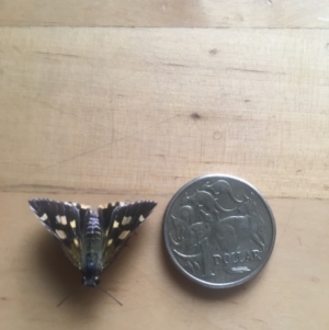 Hesperilla picta at Wonboyn, NSW - 27 Feb 2019 01:00 PM