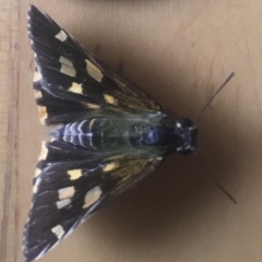 Hesperilla picta at Wonboyn, NSW - 27 Feb 2019 01:00 PM