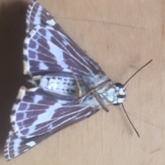 Hesperilla picta at Wonboyn, NSW - 27 Feb 2019 01:00 PM