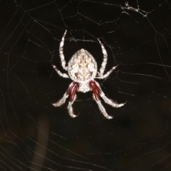 Hortophora transmarina at Ainslie, ACT - 5 Mar 2019 10:07 PM