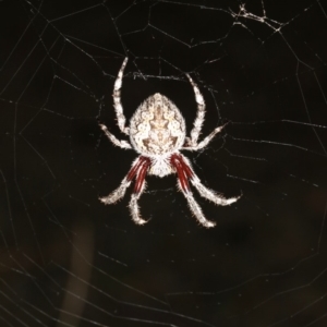 Hortophora transmarina at Ainslie, ACT - 5 Mar 2019 10:07 PM