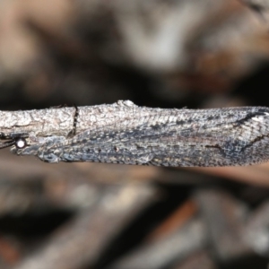 Glenoleon meteoricus at Ainslie, ACT - 6 Mar 2019