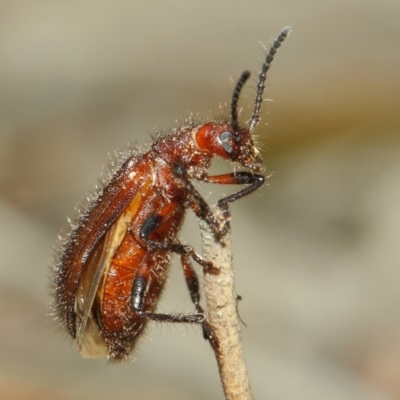 Lagriini sp. (tribe) (Unidentified lagriine darkling beetle) at ANBG - 18 Mar 2019 by TimL