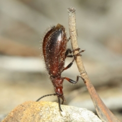 Lagriini sp. (tribe) at Hackett, ACT - 18 Mar 2019 01:05 PM