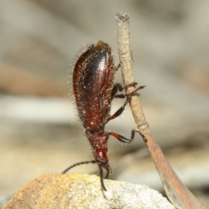 Lagriini sp. (tribe) at Hackett, ACT - 18 Mar 2019 01:05 PM