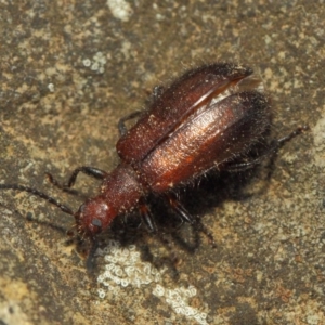 Lagriini sp. (tribe) at Hackett, ACT - 18 Mar 2019 01:05 PM