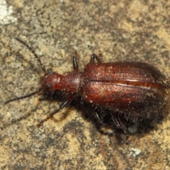 Lagriini sp. (tribe) at Hackett, ACT - 18 Mar 2019 01:05 PM