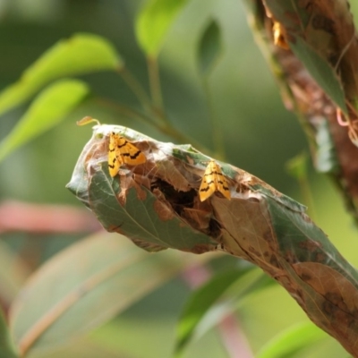 Dichocrocis clytusalis (Kurrajong Leaf-tier, Kurrajong Bag Moth) at ANBG - 18 Mar 2019 by TimL