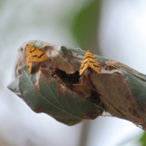 Dichocrocis clytusalis at Hackett, ACT - 18 Mar 2019