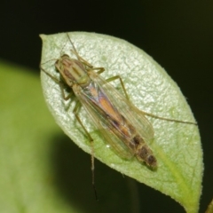 Chironomidae (family) at Evatt, ACT - 18 Mar 2019 09:08 AM