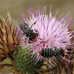 Megachile (Eutricharaea) maculariformis at Tennent, ACT - 23 Mar 2019