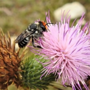 Megachile (Eutricharaea) maculariformis at Tennent, ACT - 23 Mar 2019