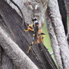 Ichneumonidae (family) (Unidentified ichneumon wasp) at Tennent, ACT - 23 Mar 2019 by JohnBundock