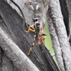 Ichneumonidae (family) at Tennent, ACT - 23 Mar 2019
