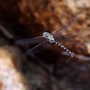 Austroaeschna pulchra at Paddys River, ACT - 23 Mar 2019 06:38 PM