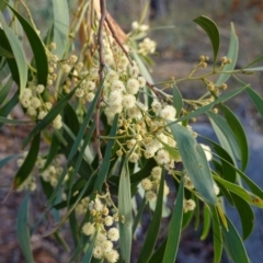 Acacia implexa (Hickory Wattle, Lightwood) at Hughes, ACT - 23 Mar 2019 by JackyF