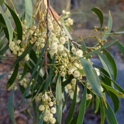 Acacia implexa (Hickory Wattle, Lightwood) at Hughes, ACT - 23 Mar 2019 by JackyF