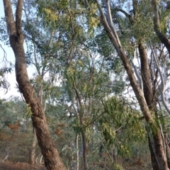 Acacia implexa at Hughes, ACT - 23 Mar 2019