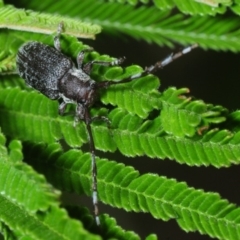 Ancita sp. (genus) (Longicorn or longhorn beetle) at Hall, ACT - 13 Mar 2019 by Harrisi