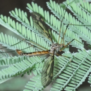 Ptilogyna sp. (genus) at Hall, ACT - 17 Mar 2019