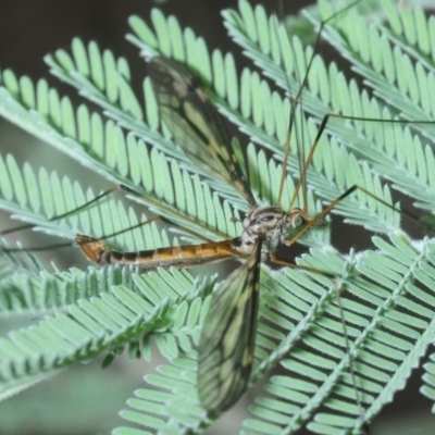 Ptilogyna sp. (genus) (A crane fly) at Hall, ACT - 17 Mar 2019 by Harrisi